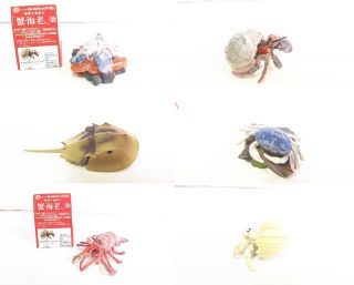 Yujin Shell Sea Ocean Creatures Educational Figures Set Of 6