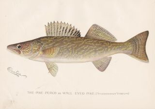 Antique Fish Print: The Walleye Or Pike Perch Sherman F.  Denton 1896