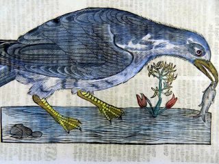 1669 Guillemot Seabird - Conrad Gesner Folio 2 Woodcuts Handcolored