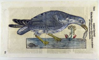 1669 Guillemot Seabird - Conrad GESNER FOLIO 2 WOODCUTS handcolored 2