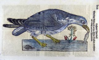 1669 Guillemot Seabird - Conrad GESNER FOLIO 2 WOODCUTS handcolored 3
