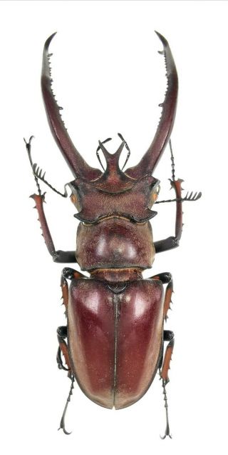 Insect Beetles Lucanidae Lucanus Hermani 79 Mm China