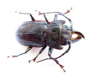 Cerambycidae Prioninae - Sp 46mm From Ucayali - Peru