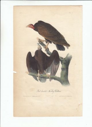 Rare 1st Ed Audubon Birds Of America 8vo Print 1840: Red - Headed Turkey Vulture 2