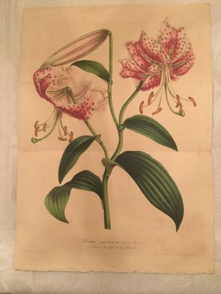 Van Houtte Garden Flowers Large Print Lily Lilium Speciosu Fr.  Japan - 1846 (ns)
