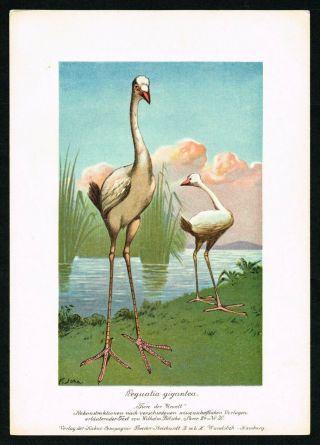 1900 Leguatia Gigantea,  Extinct Giant Mystery Bird Of Mauritius Island - F.  John