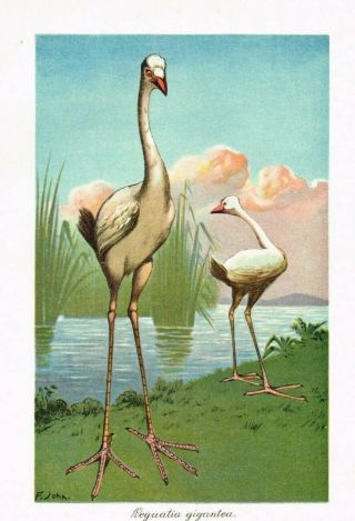 1900 Leguatia Gigantea,  Extinct Giant Mystery Bird of Mauritius Island - F.  John 2