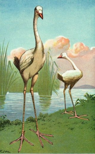 1900 Leguatia Gigantea,  Extinct Giant Mystery Bird of Mauritius Island - F.  John 3