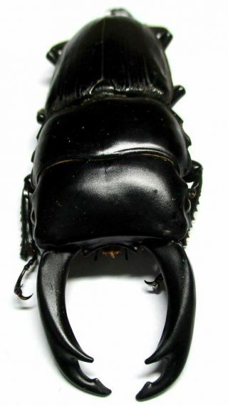 R - 001 Mi : Lucanidae: Dorcus Parryi Setsuroi Male 67mm