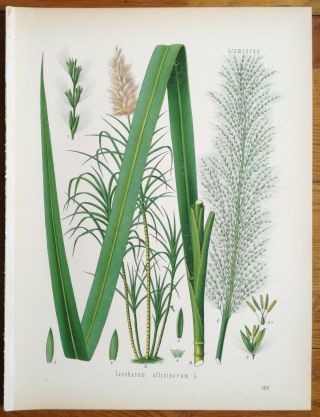 Koehler: Large Print Medicinal Plants Sugar Cane - 1887