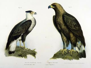 1860 Crested Caracaras; Eagle Fitzinger Folio Colour Lithograph Hand Finish