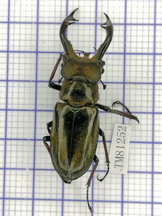 Lucanidae Tm81252 Lucanus Furcifer 57.  5mm E Tibet