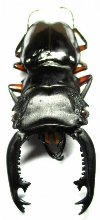 I003 Pa : Lucanidae: Odontolabis Imperialis Komorii Male 65.  5mm A -