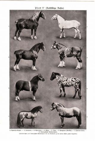 1904 Horses Horse Breeds Antique Engraving Lithograph Print