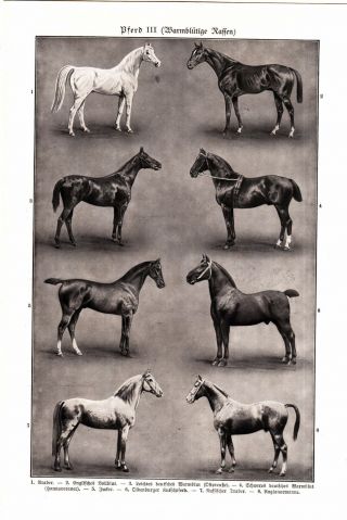 1904 HORSES HORSE BREEDS Antique Engraving Lithograph Print 2