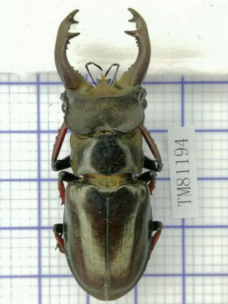 Lucanidae Tm81194 Lucanus Langi 58mm Tibet