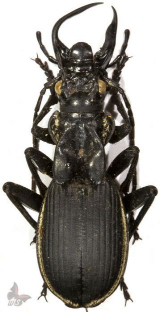 Anthia Cinctipennis - Male - A -,  54 Mm,  Very Giant,  Unmounted Beetle