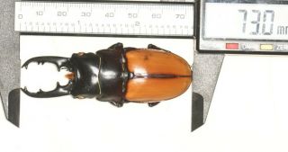 Lucanidae Prosopocoilus Lafertei 73mm Vanuatu