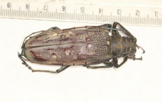 Cerambycidae Cerambycinae Batocera Tibet 1