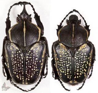 Fornasinius Fornasini Pair 41 - 44mm,  Unmounted Beetle