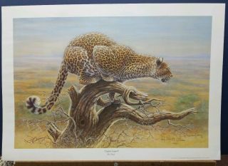 Artist Kim Brooks S/n Print Vigilant Leopard 85/650 1980 19 " ×27 "