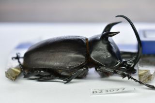 B23077 – Eupatorus Siamensis Siamensis Ps.  Beetles,  Insects Dak Nong Vietnam