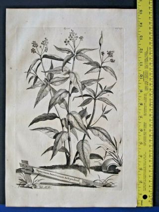 Rare,  Lg.  1696 Eng.  Munting,  Aardgewassen,  Apocynum Americanum Aspclepiadeum