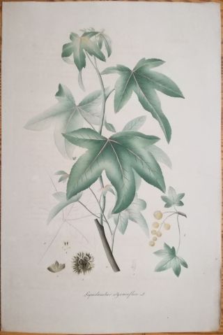 Mann Foreign Medicinal Plants Colored Folio Storax Liquidambar Styraciflua 1830