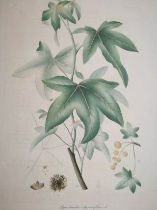 Mann Foreign Medicinal Plants Colored Folio Storax Liquidambar styraciflua 1830 2