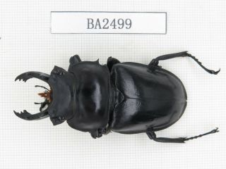 Beetle.  Neolucanus Sp.  China,  Yunnan,  Jinping County.  1m.  Ba2499.