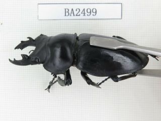 Beetle.  Neolucanus sp.  China,  Yunnan,  Jinping county.  1M.  BA2499. 2