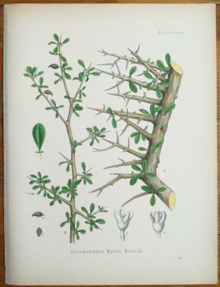Koehler: Large Print Medicinal Plants Myrrh - 1887