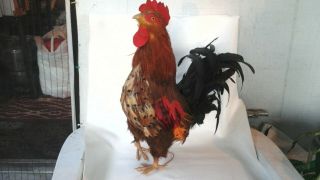Rooster Figure 17 " Feathered Artificial Life Like Realistic Simulation Farm Dude