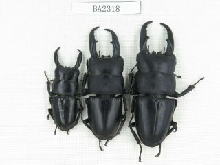 Beetle.  Dorcus Titanus Ssp.  China,  Guizhou,  Mt.  Miaoling.  3m.  Ba2318.