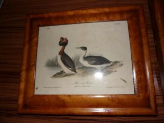 2 1st Ed Audubon Birds America Print 1840 Horned Grebe & Another Birds Eye Frame