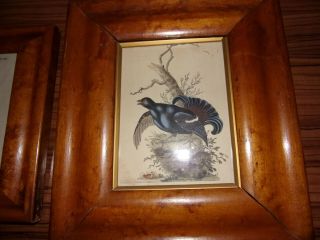 2 1st Ed Audubon Birds America Print 1840 HORNED GREBE & Another Birds Eye Frame 3