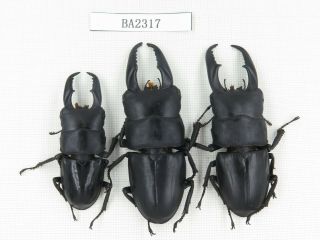 Beetle.  Dorcus Titanus Ssp.  China,  Guizhou,  Mt.  Miaoling.  3m.  Ba2317.