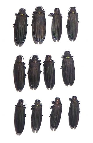 Buprestidae.  12 X Demochroa Sp.  Obi Is (15)