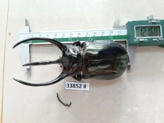 VietNam beetle Chalcosoma caucasus 120mm,  33852 pls check photo (A2) 2