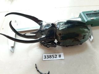 VietNam beetle Chalcosoma caucasus 120mm,  33852 pls check photo (A2) 3
