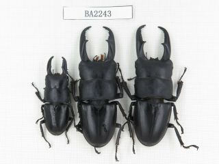 Beetle.  Dorcus Titanus Ssp.  China,  Guizhou,  Mt.  Leigongshan.  3m.  Ba2243.