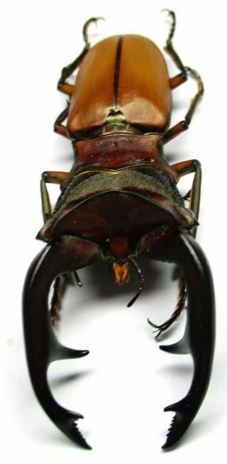 002 Pa : Lucanidae: Cyclommatus Alagari Male 64.  5mm