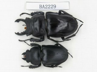 Beetle.  Neolucanus Sp.  China,  Guizhou,  Mt.  Leigongshan.  1p.  Ba2229.