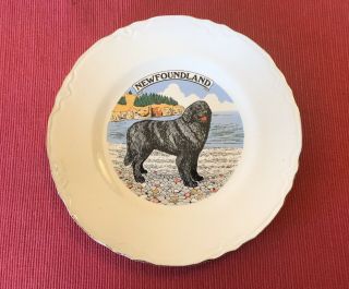 Collectable Newfoundland Dog Plate,  22k Gold