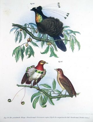 1860 Birds Of Paradise - Early Folio Colour Lithograph Hand Finish