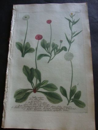 Weinmann Mezzotint Botanical Folio Print 1740: Bellis Minor Flore Albo.  237