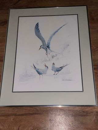 Vintage Richard E.  Williams Signed Art Work Common Terns Framed Print 30 X 24