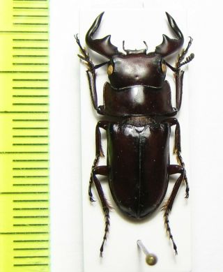 Lucanidae,  Aegus Groulti Sagaingensis,  Myanmar 24 Mm
