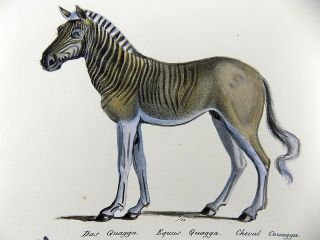 1824 Extinct Quagga Mule - Brodtmann - Folio Stone Lithograph Hand Coloured