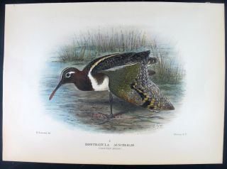 1911,  Mathews Birds Of Australia Handpainted Rostratula Australis Snipe J62